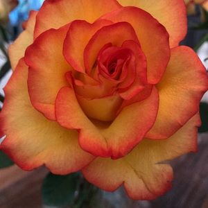 Meet your Posher, Noreen